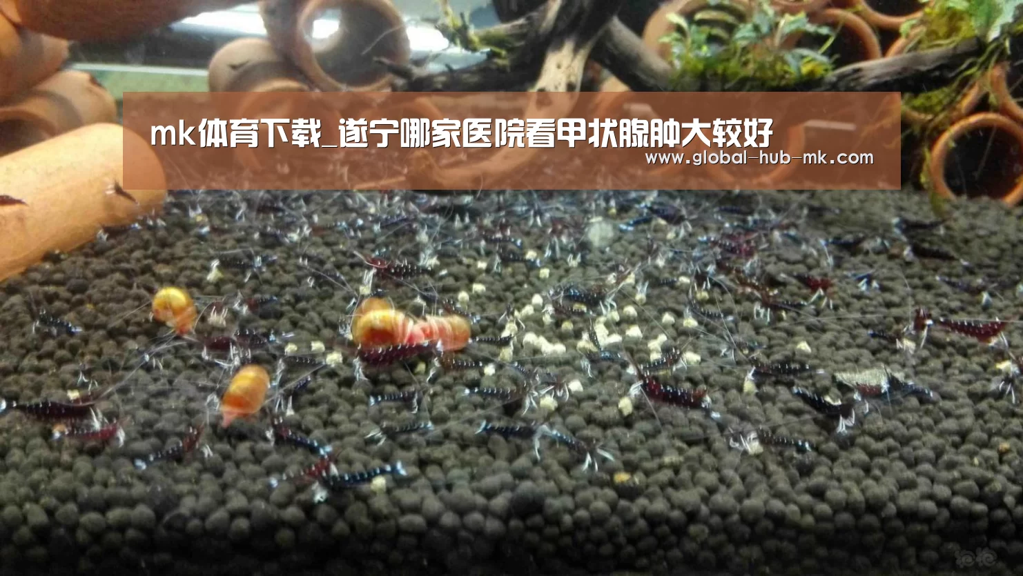 mk体育下载_遂宁哪家医院看甲状腺肿大较